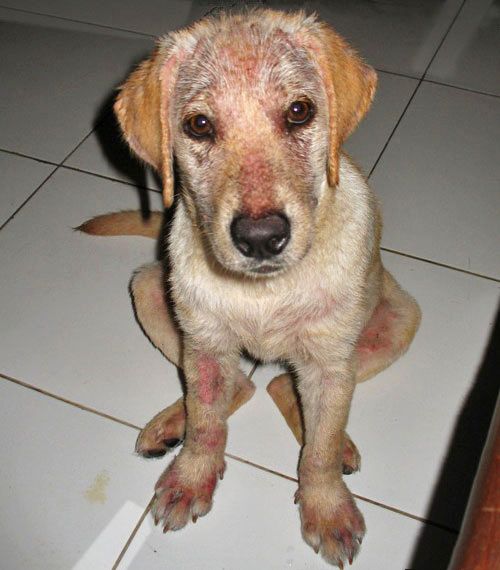 Caniderm-V - Nahrungsergänzung