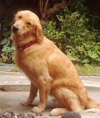 Caniderm-V - Nahrungsergänzung