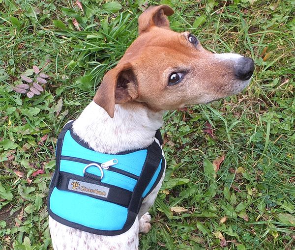 Brustgeschirr für kleine Hunde