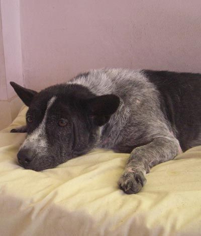 Caniderm-V - Nahrungsergänzung