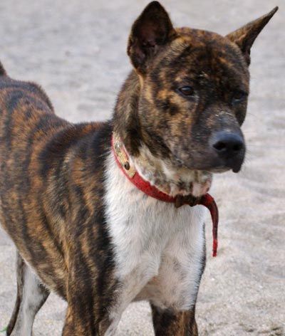 Hund mit Hautproblemen - nach Behandlung mit Neemöl