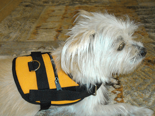 Brustgeschirr XS für sehr kleine Hunde