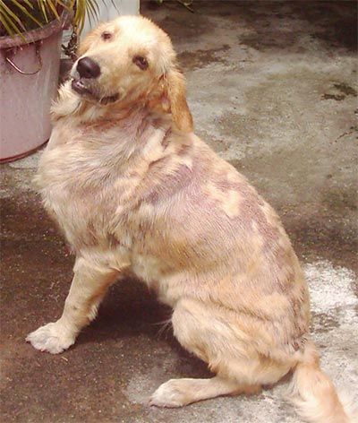 Caniderm-V - Nahrungsergänzung