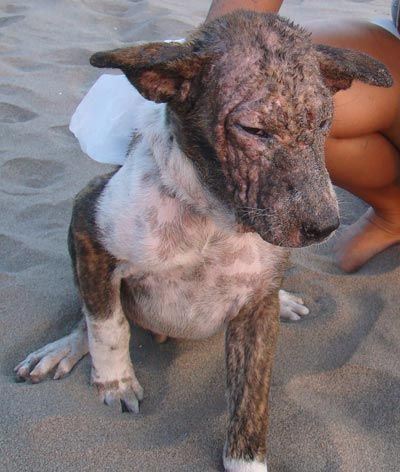 Hund mit Hautproblemen, Ekzemen, Demodex Milben - Abreibung mit Neemöl