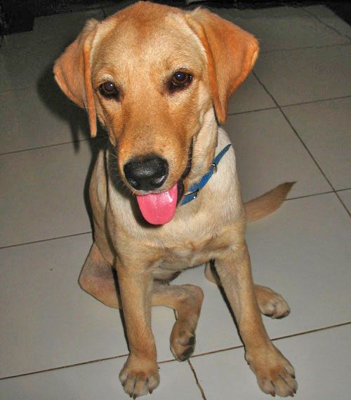 Caniderm-V - Nahrungsergänzung