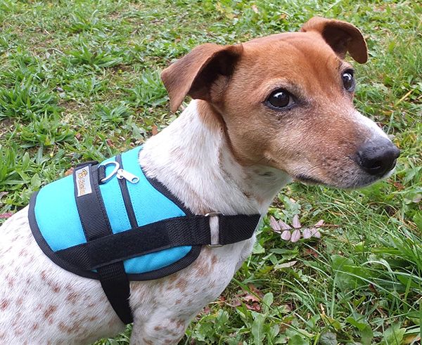 Brustgeschirr für kleine Hunde