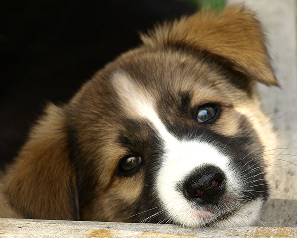 Das Immunsystem beim Hund natürlich stärken für