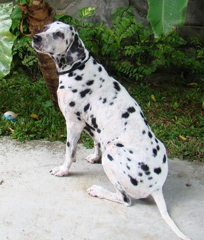 Hund mit Demodex vor der Behandlung